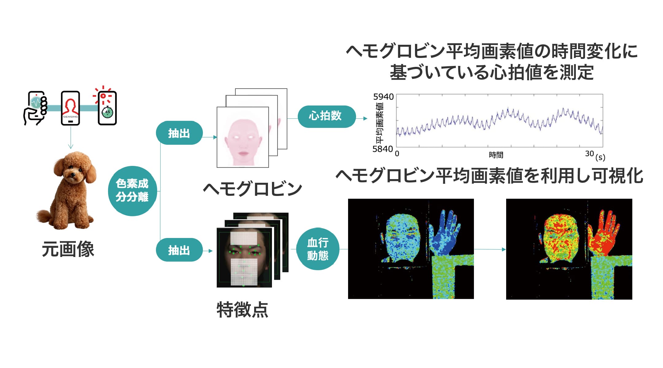 ヘモグロビン平均画素値の時間変化に基づいている心拍値を計測　※画像はイメージです