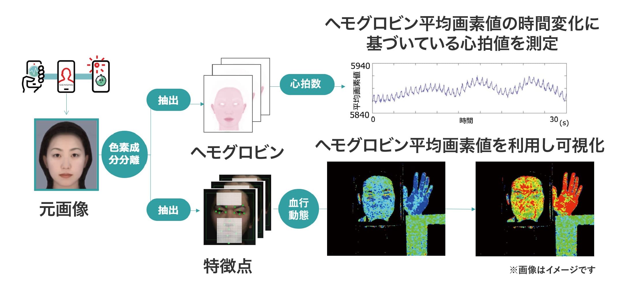 ヘモグロビン平均画素値の時間変化に基づいている心拍値を計測　※画像はイメージです