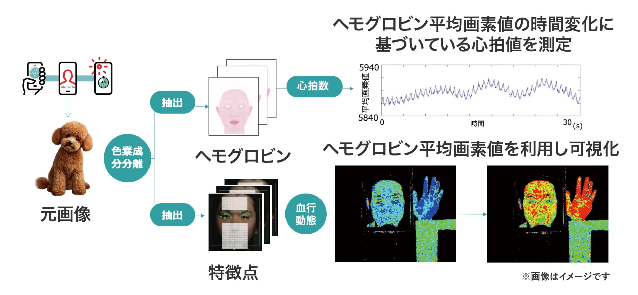 ヘモグロビン平均画素値の時間変化に基づいている心拍値を計測　※画像はイメージです