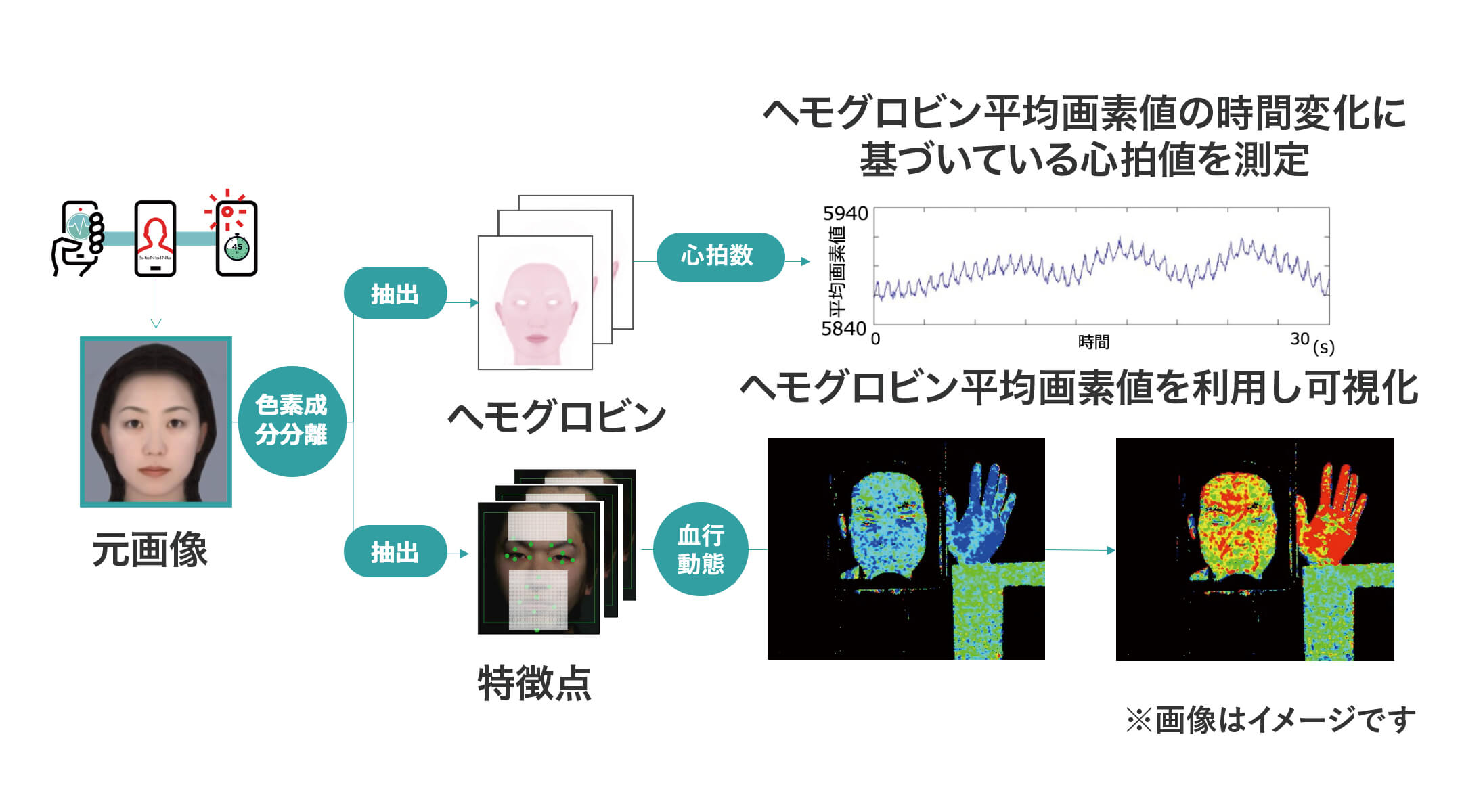 ヘモグロビン平均画素値の時間変化に基づいている心拍値を計測　※画像はイメージです